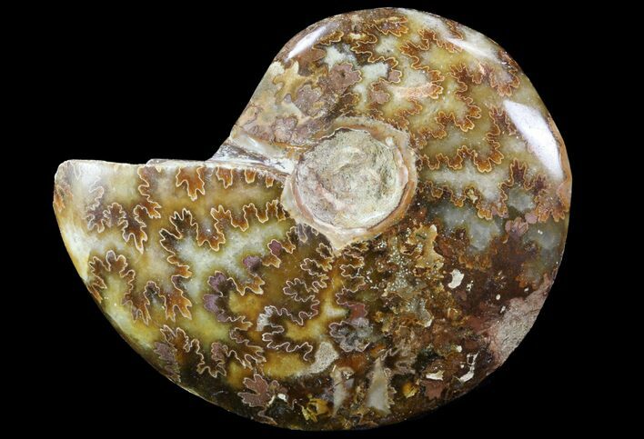 Bargain, Polished, Agatized Ammonite - Madagascar #75958
